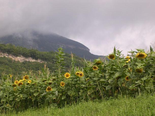 فندق Agritur Le Pergole Villa Lagarina المظهر الخارجي الصورة